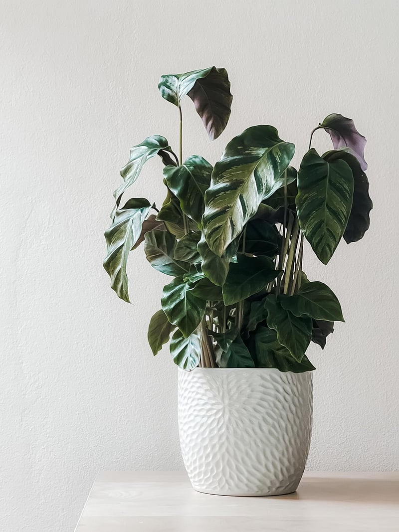 Indoor plant decor