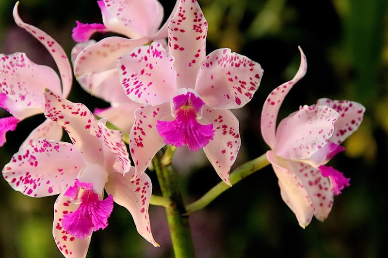 Rare plant collections