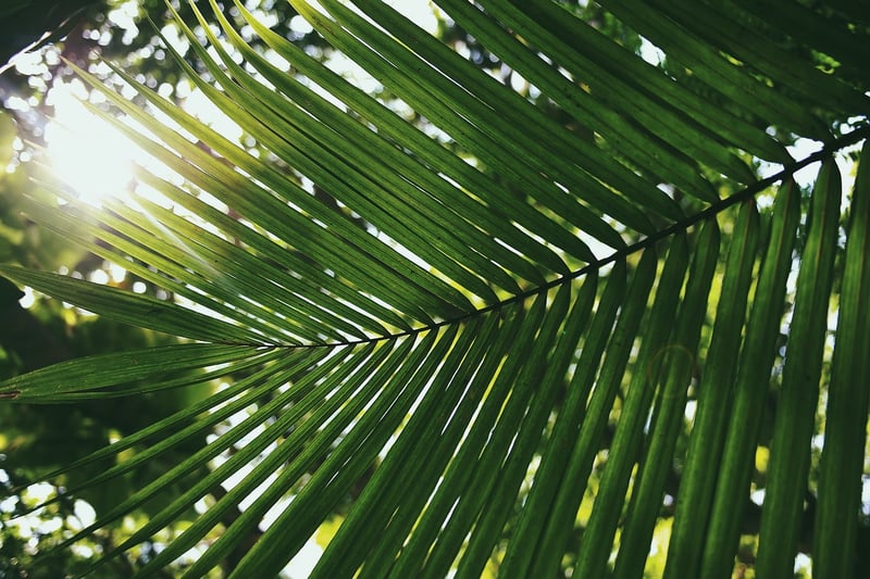 Sunlight and Plants